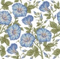 Seamless pattern. Realistic isolated flowers. Vintage baroque background. Petunia. Wallpaper. Drawing engraving. Vector