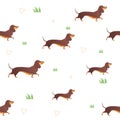 Seamless pattern with red dog and graass. Royalty Free Stock Photo