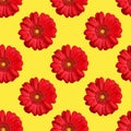 Seamless pattern of red gerbera flowers on yellow background isolated, bright orange daisy flower repeating ornament, wallpaper Royalty Free Stock Photo