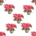 Seamless pattern with red indoor plant poinsettia with green leaves. Made in the technique of colored pencils. Hand drawn