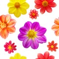 Seamless pattern with flower heads isolated on white background Royalty Free Stock Photo