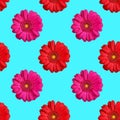 Seamless pattern of red and pink gerbera flowers on blue background isolated, bright gerber flower repeating ornament, wallpaper Royalty Free Stock Photo