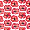 Seamless pattern with red poppies. Colorful flowers. Watercolor hand drawn illustration isolated on white background