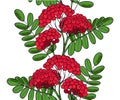 Seamless pattern Red Rowan Tree. Endless ornament twig of rowanberry or ashberry. Background leaves and cluster of sorbus berry. B