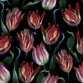 Seamless pattern of red tuliip flowers on dark black background Royalty Free Stock Photo