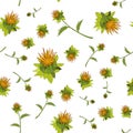 Seamless pattern. A safflower bud and a sprig of safflower, Carthamus tinctorius, an oil plant. color illustration on a