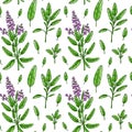 Seamless pattern with sage leaves and flowers. Hand drawn greens and leaf vegetables. Vector illustration in colored sketch style Royalty Free Stock Photo