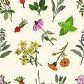 Seamless pattern with a set of medicinal herbs and plants