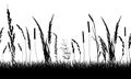 Seamless pattern. Silhouette of grassland grass, weeds and different plants. Vector illustration Royalty Free Stock Photo