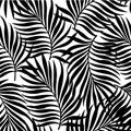 Seamless pattern with silhouettes of palm tree leaves in black on white background. Royalty Free Stock Photo