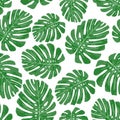 Seamless pattern with simple watercolor style monstera leaves on a white background abstract tropical foliage for gift wrapping, Royalty Free Stock Photo