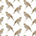 Seamless pattern of singing nightingale Royalty Free Stock Photo