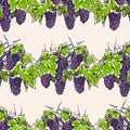 Seamless pattern of sketches vine branches with ripe grape bunches and leaves