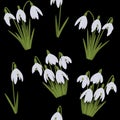 Seamless pattern snowdrops vector spring flowers illustration Royalty Free Stock Photo