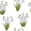 Seamless pattern snowdrops vector spring flowers illustration Royalty Free Stock Photo