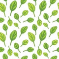 Seamless pattern with spinach leaves
