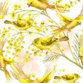 Seamless Pattern with Sprig of Mimosa, Yellow Bird Royalty Free Stock Photo