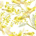 Seamless Pattern with Sprig of Mimosa, Yellow Bird Royalty Free Stock Photo