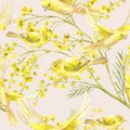 Seamless Pattern with Sprig of Mimosa, Yellow Bird Royalty Free Stock Photo