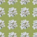 Seamless pattern spring flower composition, white colored apple flowers.