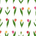 Seamless pattern with spring flowers tulips of different colors- red, yellow, pink, green. Vector flat illustration with Royalty Free Stock Photo