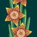 Seamless pattern with Stapelia flowers and stems. Genus of low-growing stem succulent plants. Series of different succulents