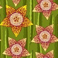 Seamless pattern with Stapelia. Genus of low-growing stem succulent plants. Series of different succulents