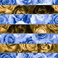 Seamless pattern of stripes with blue and brown roses, background. Hand drawn watercolor. Royalty Free Stock Photo