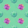 Seamless pattern with succulents. Beautiful floral print. Royalty Free Stock Photo