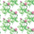 Seamless pattern Summer meadow flowers , clover flowers. Seamless pattern of clover. Flowers background, watercolor Royalty Free Stock Photo