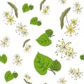 Seamless pattern. summer spring linden leaves and linden flowers. Tilia europaea, common linden. vector green leaves and yellow