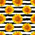 Seamless pattern with sunflowers on black and white stripes back Royalty Free Stock Photo