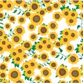 Seamless pattern of sunflowers full coverage Royalty Free Stock Photo