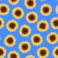 Seamless pattern with sunflowers. Vivid yellow flowers on blue background. Floral botanical design for print, fabric Royalty Free Stock Photo