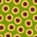 Seamless pattern with sunflowers. Vivid yellow flowers on green background. Floral botanical design for print, fabric Royalty Free Stock Photo