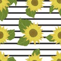 Seamless pattern with sunflowers on white background with black stripes. Flowers, buds and leaf. Vector backdrop.