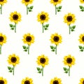 Seamless pattern with sunflowers on a white background. Vector illustration Royalty Free Stock Photo