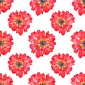 Seamless pattern. Texture for print, fabric, textile, wallpaper. Red terry tulip. Hand drawn watercolor illustration. Isolated on Royalty Free Stock Photo