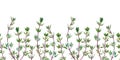 Seamless pattern of thyme. Watercolor border of spice isolated on white background.