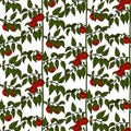 Seamless pattern. tomato bushes.