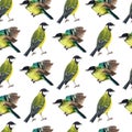 Seamless pattern with tomtits Royalty Free Stock Photo
