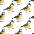 Seamless pattern with tomtits Royalty Free Stock Photo
