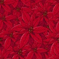 Seamless pattern with traditional homeplant poinsettia. Endless texture with flower used indoor. Royalty Free Stock Photo