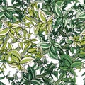 Seamless pattern with traditional homeplant Tradescantia. Endless texture with flower used indoor