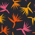 Seamless pattern with tropical exotic flower bird of paradise in orange yellow, red colors Royalty Free Stock Photo