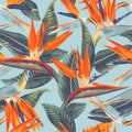 Seamless pattern with tropical flowers and leaves of Strelitzia Reginae.