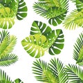 Seamless pattern. Tropical green leaves. Exotical jungle and palm leaf. Vector floral element on white background Royalty Free Stock Photo