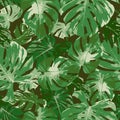 Seamless pattern of tropical green monstera leaf, natural vector