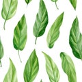 Seamless pattern with tropical leaf palm. Green leaves, watercolor drawing Royalty Free Stock Photo