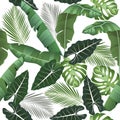 Seamless pattern with tropical leaves: alocasia, palms, monstera, banana leaves, jungle leaf seamless vector pattern white Royalty Free Stock Photo